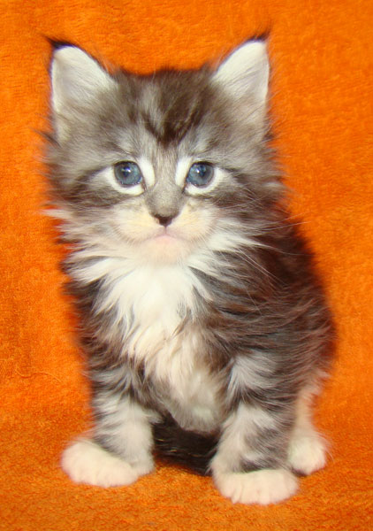     Catsvill County!   !    !       !!!    Catsvill County +7-926-544-74-09     .   ,   ,   ,    ,   ,  ,     ,   -,    ,   !